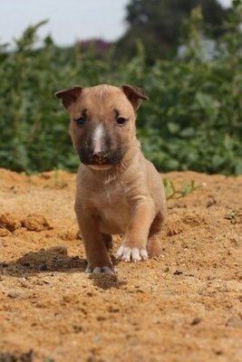 No Names - Bull Terrier Mix Dog