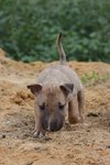 No Names - Bull Terrier Mix Dog