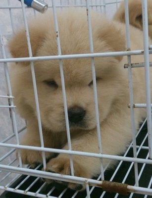 Cream Male Chow Chow - Chow Chow Dog