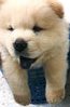 Cream Male Chow Chow - Chow Chow Dog