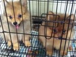 Wonderful Orange Pomeranian Puppies - Pomeranian Dog