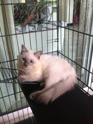 PF49188 - Ragdoll Cat