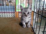 American Short Hair - American Shorthair Cat