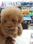 PF49191 - Poodle Dog