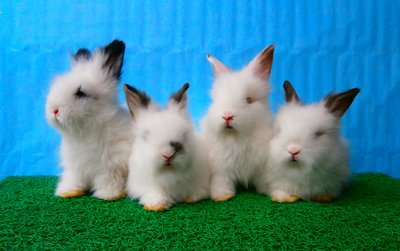 Teddy - Angora Rabbit Rabbit