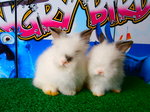 Teddy - Angora Rabbit Rabbit