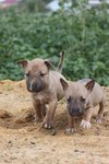 Rocky - Bull Terrier Mix Dog