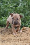 Rocky - Bull Terrier Mix Dog