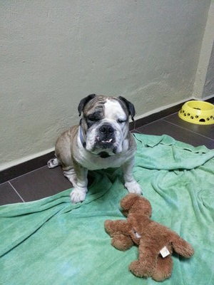 Stout - English Bulldog Dog