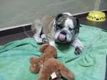 Stout - English Bulldog Dog