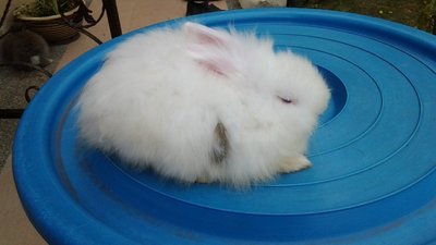 Mix Lion Head &amp; Anggora - Angora Rabbit + Lionhead Rabbit