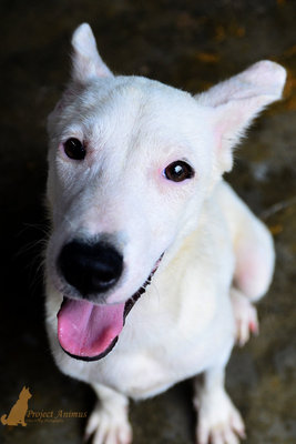 Butterfly - Mixed Breed Dog