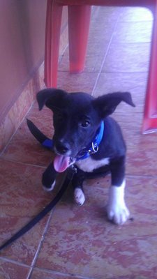 Kutty - Mixed Breed Dog