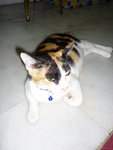 Calico Cat