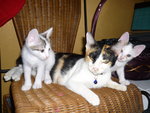 With mother calico