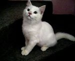 Persian Mix - Persian Cat