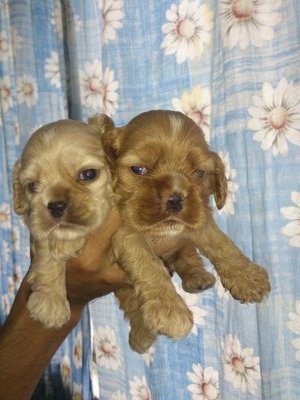 Cocker Puppy - Cocker Spaniel Dog