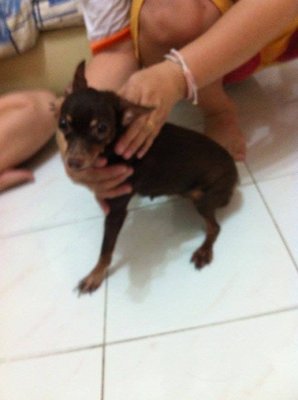 Black Miniature Pinsher - Miniature Pinscher Dog