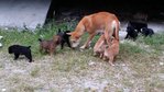 mother with puppies