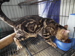 Abadi - Bengal Cat