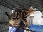 Abadi - Bengal Cat