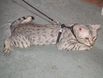 Silverly - Bengal Cat