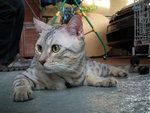 Silverly - Bengal Cat