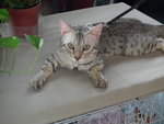 Silverly - Bengal Cat