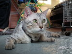 Silverly - Bengal Cat