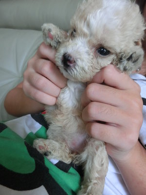 Female Toy Poodle - Poodle Dog