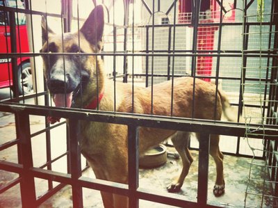 Fey Fey - Belgian Shepherd Malinois Dog