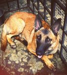 Fey Fey - Belgian Shepherd Malinois Dog