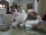 Kaisha - Dilute Calico + Persian Cat