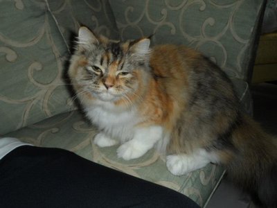 Pontel - Tortoiseshell + Persian Cat