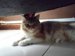 Pontel - Tortoiseshell + Persian Cat