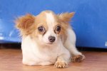 Chihuahua For Adoption &quot;Gumby&quot; - Chihuahua Dog