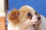 Chihuahua For Adoption &quot;Gumby&quot; - Chihuahua Dog