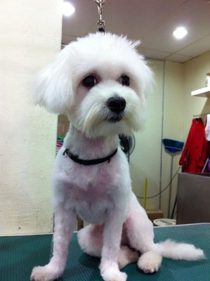 Maltese Female 1 Year - Maltese Dog