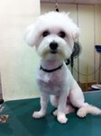 Maltese Female 1 Year - Maltese Dog