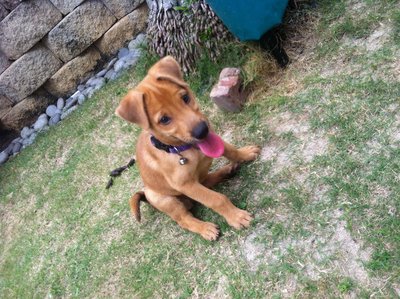 Barney - Mixed Breed Dog