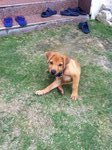 Barney - Mixed Breed Dog