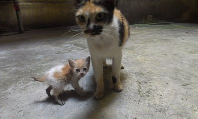 Momot And Baby - Bobtail Cat