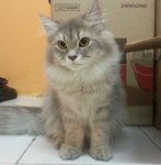 Mainecoon Mix - Maine Coon + Persian Cat