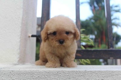 T-cup Apricot Color Poodle Puppy - Poodle Dog