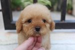 T-cup Apricot Color Poodle Puppy - Poodle Dog