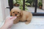 T-cup Apricot Color Poodle Puppy - Poodle Dog