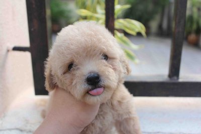 Latte Color Tiny Poodle Puppy - Poodle Dog