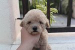 Latte Color Tiny Poodle Puppy - Poodle Dog