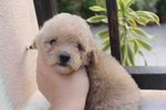 Latte Color Tiny Poodle Puppy - Poodle Dog