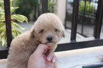 Latte Color Tiny Poodle Puppy - Poodle Dog